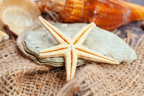 Preview: Sea shells. nature background. close up. creative photo