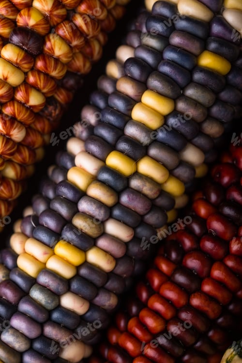 Preview: Color corn cobs close up