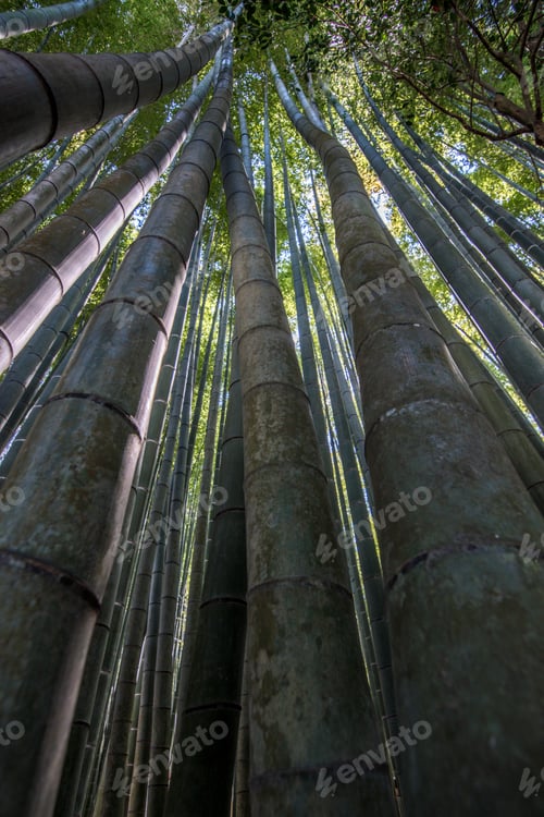 Preview: Low angle close up of tall bamboo plants, Bamboo forest, Japan.