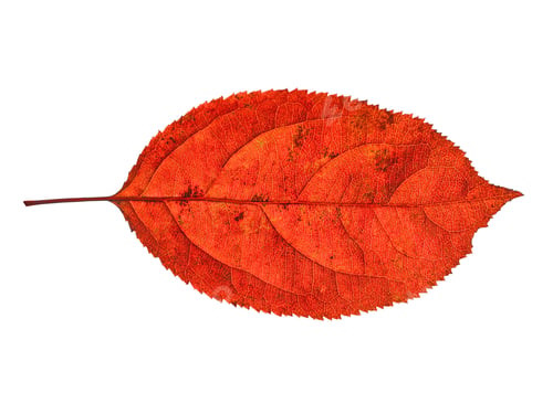 Preview: Red Autumn Leaf Isolated on White Background