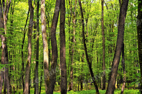 Preview: View of a green forest in spring