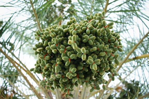 Preview: Green dates on a palm tree