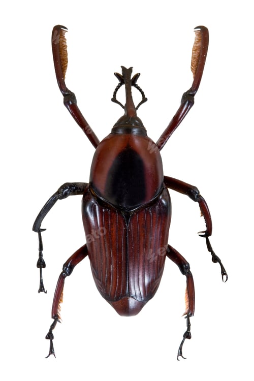 Preview: Insect