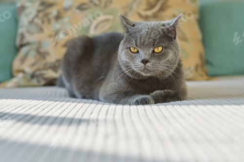 Preview: Gray cat pet lying resting at home on the bed