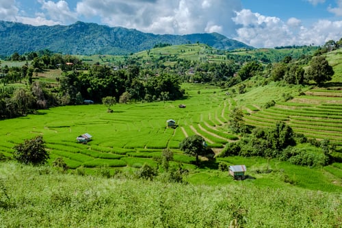 Preview: Terraced Rice Field in Chiangmai, Royal Project Khun Pae Northern Thailand