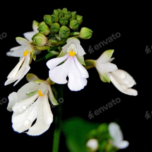 Preview: Calanthe alismifolia