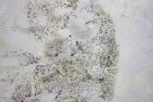 Preview: black mold on the wall. Fungus on the wall after the flooding of the house.
