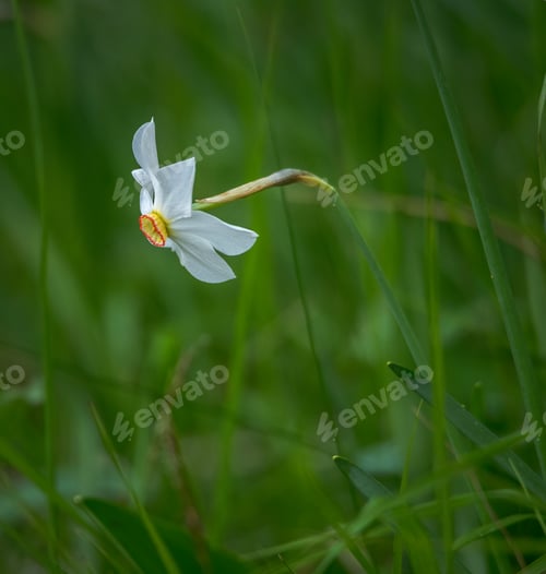 Preview: On the meadow in spring