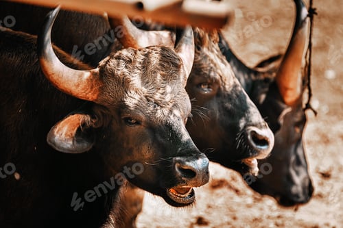 Preview: . Gaur Bull, Bos Gaurus Or Indian Bison Resting On Ground. It Is The Largest Species Among The Wild
