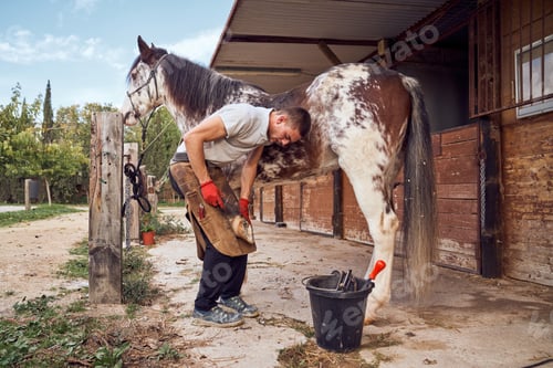 Preview: Farrier boy changing horseshoe in the stable
