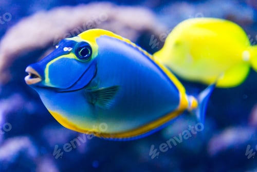Vista previa: Colorful fish in aquarium