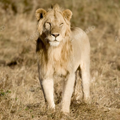Preview: Lion Masai mara Kenya