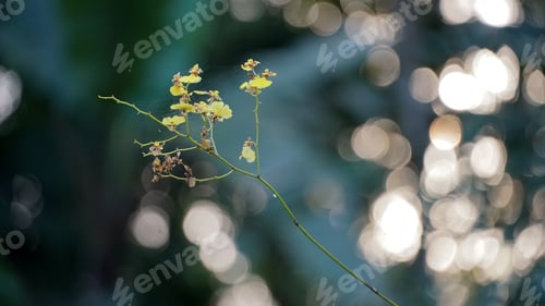 Preview: Golden rain orchid