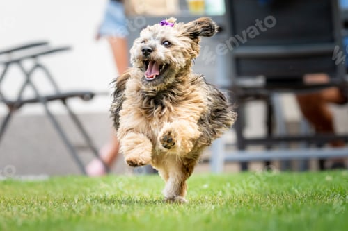 Preview: Havanese dog (Canis lupus familiaris) with a purple bow running on the grass with a funny face