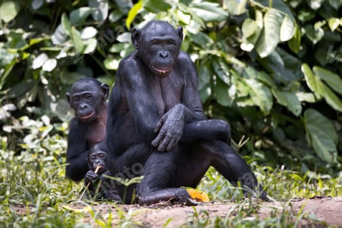 Preview: Bonobo chimpanzees in the wilderness in Democratic Republic of the Congo