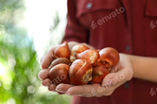 Preview: Woman holding pile of tulip bulbs on blurred background, closeup