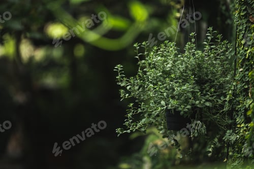 Preview: Earth day and environment ecology, concept, green nature space with plant and tree outside