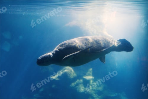 Preview: Turtle