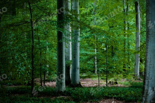 Preview: Lush green forest of trees in nature setting perfect for outdoor adventure or exploration