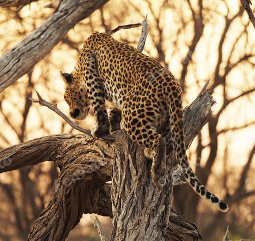 Preview: A Beautiful Botswana Wildlife Place in the World in Picture