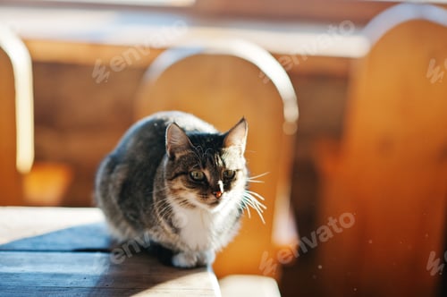 Preview: Wild cat sitting on table on sunlight, basking in the sun at frozen morning.