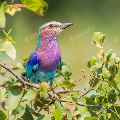 Preview: Lilac breasted roller in mopani bush