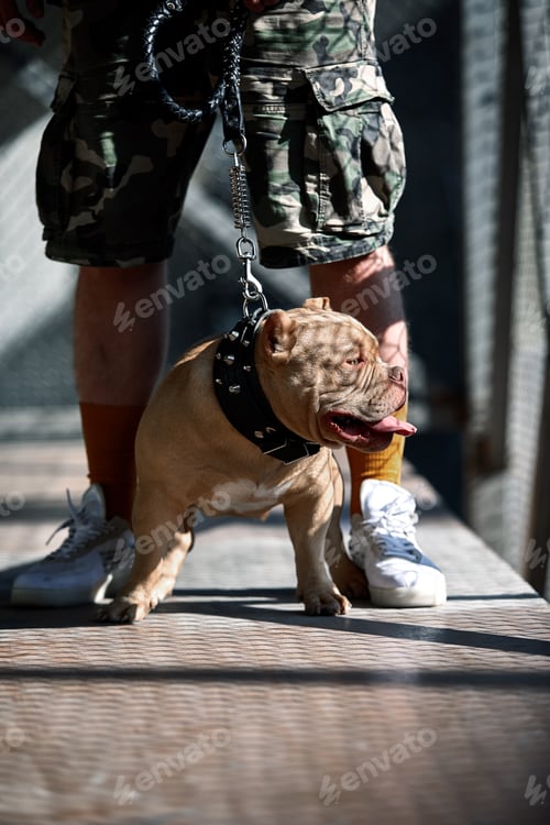 Preview: young stylishly dressed man with american bully dog under the bridge on city street, crop shot