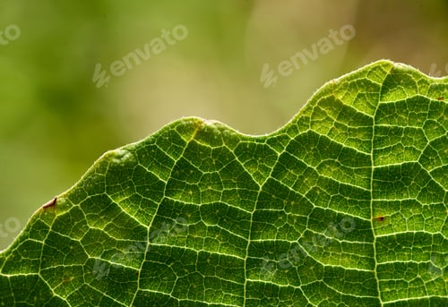 Preview: Close-up view of the green leaf in the sunny day