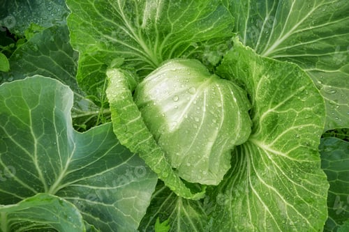 Preview: Close up of cabbage on an organic plantation, selective focus.