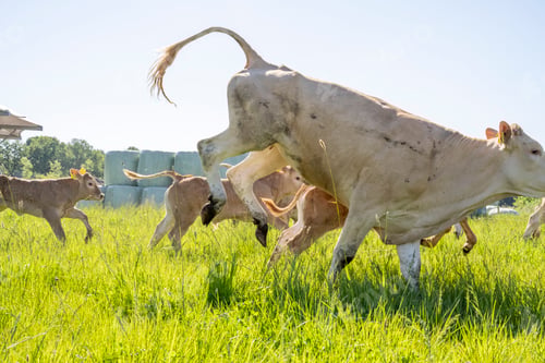 Preview: Cows and calves frolicking in a sunny meadow with lush green grass.