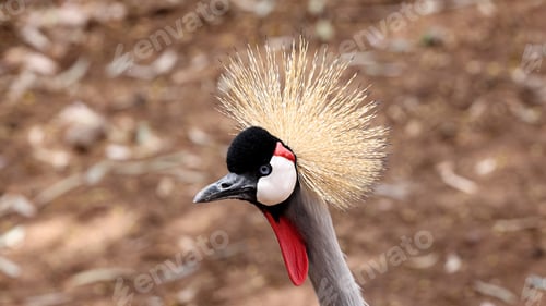 Preview: Gold-Crowned Crane Bird Close-Up
