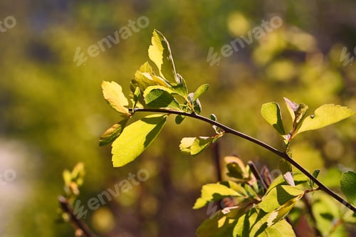 Preview: Bright green leaves bathed in the sun shine.Fresh spring foliage.