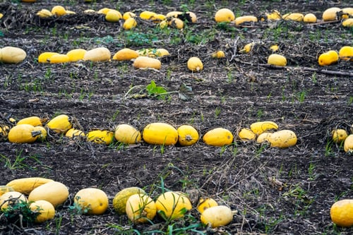 Preview: Pumpkin field close up