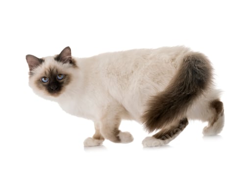 Preview: birman kitten in studio