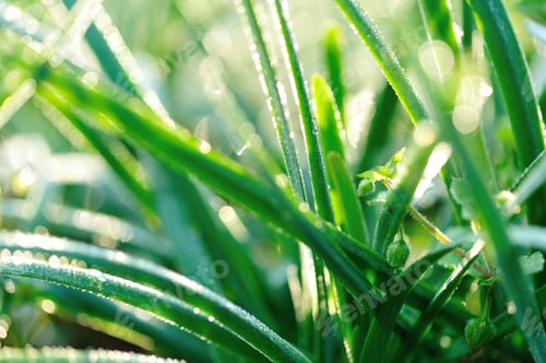 Preview: Beautiful dew on spring chive leaf
