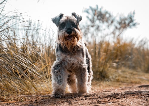 Preview: Schnauzer walking outdoors on a sunny day