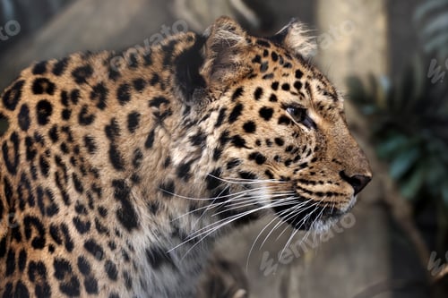 Preview: The Sri Lankan leopard (Panthera pardus kotiya)