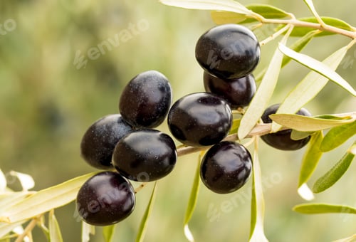 Preview: Fresh organic olives on the olive tree