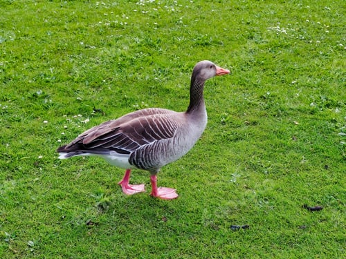 Preview: Greylag goose walking in a green field in a park.