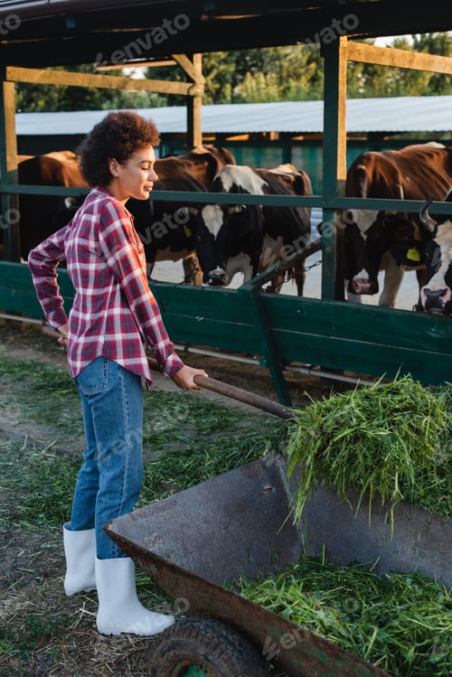 Preview: african american woman in plaid shirt unloading hay from wheelbarrow near cowhouse