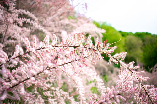 Preview: Beautiful green nature botanic garden park with pink flower bushes, trees. Scenic summer gardening