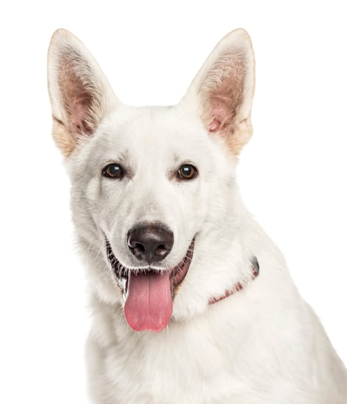 Preview: Close-up of a mixed-breed Dog panting, cut out