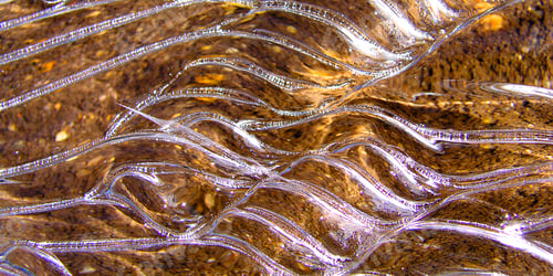 Preview: Micro Ice Waves, Sierra de Guadarrama National Park, Spain