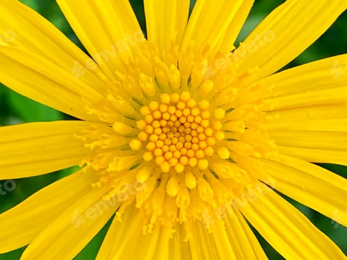 Preview: Flower