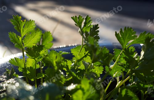 Preview: Close-up view of the coriander leaves after watering