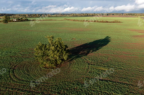 Preview: A solitary tree stands in a lush green field, its shadow stretching across the land.