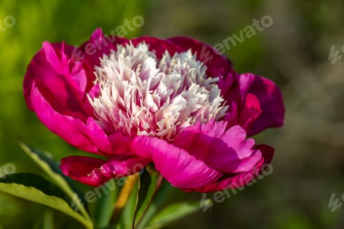 Preview: Paeonia lactiflora White Cap in flowers garden