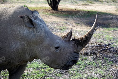 Preview: White Rhino