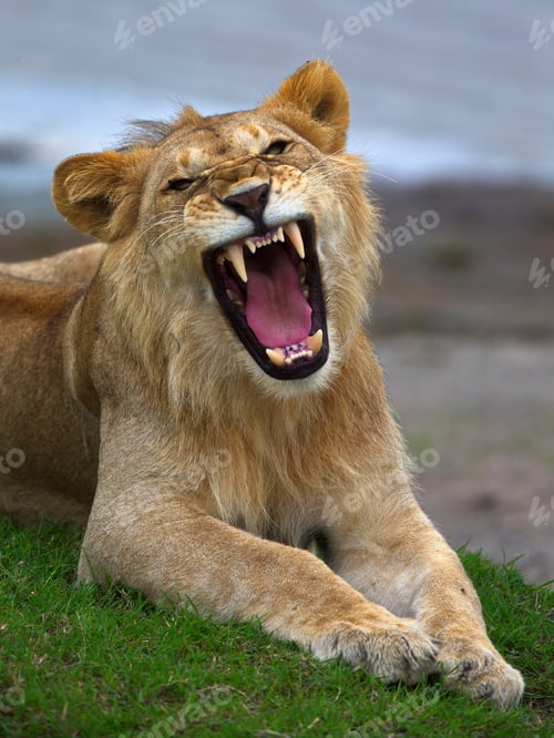 Preview: Vertical shot of a lion