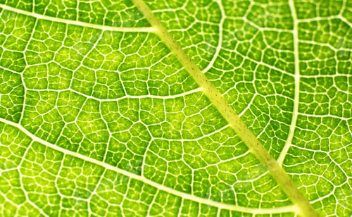 Preview: Green leaf close-up